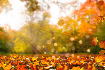 Autumn leaves on the ground in a forest clearing